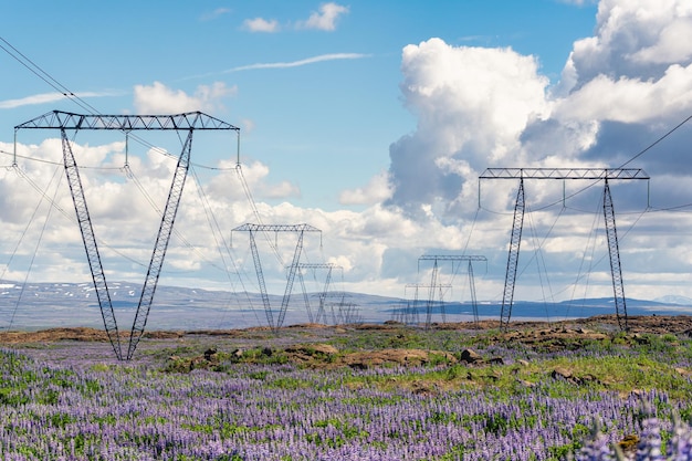 High voltage poles on lupine flower field in remote wilderness on sunny day