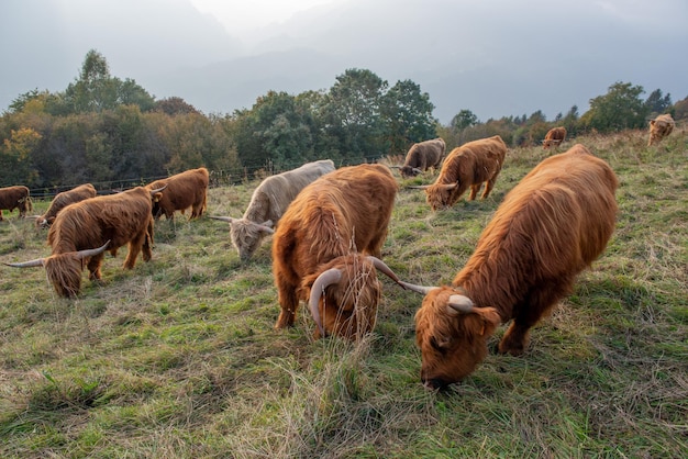 Highlanad cattle breed is known for its rusticity