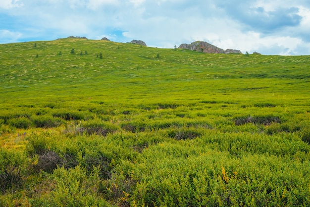 Highland flora on mountainside before distant rock. Wonderful rocks on hill in sunny day. Rich vegetation of highlands. Amazing scenic green mountain landscape of majestic nature. Colorful scenery.