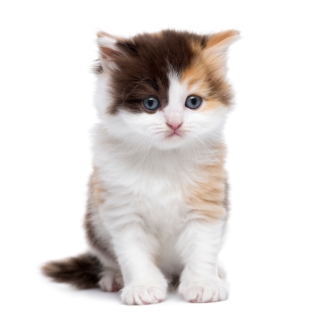 Highland straight kitten sitting isolated on white