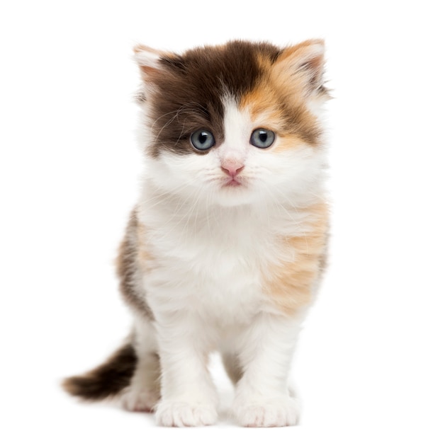 Highland straight kitten standing isolated on white