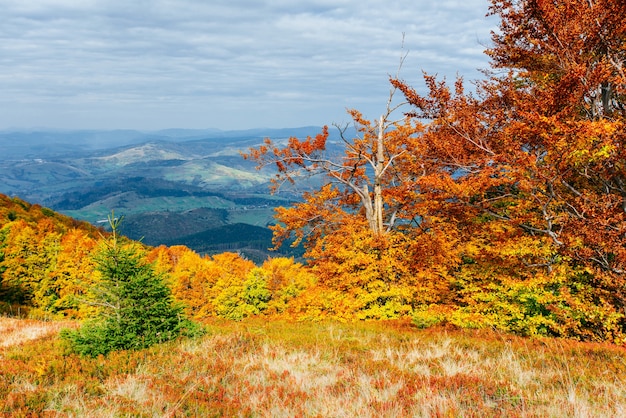 Highland vegetation modest summer and unusually beautiful colors blooms in autumn