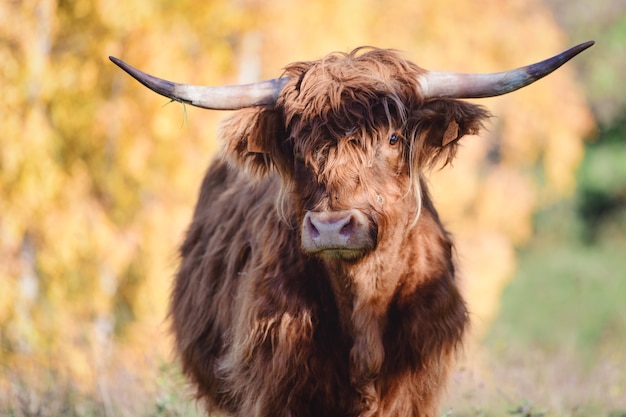 A Highlander cow originally from Scotland