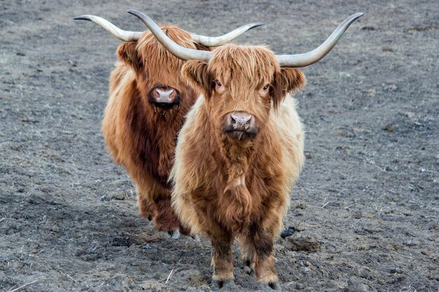 Highlander scotland hairy cow frozen nose