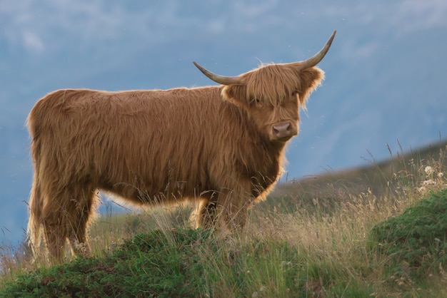 Highlander - Scottish cow On the Swiss Alps