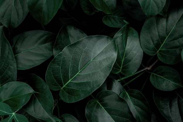 Hight angle view of Green Leaves Texture Background.