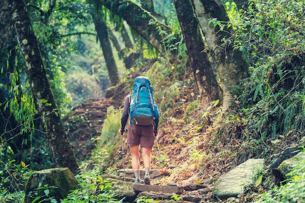 Hiker in Himalayan jungles, Nepal, Kanchenjunga region