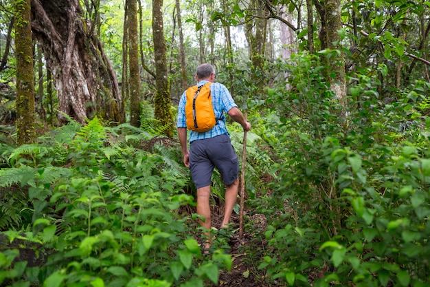 Hiker on the trail in green jungle, Hawaii, USA