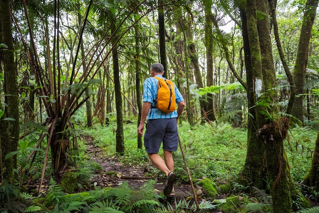 Hiker on the trail in green jungle, Hawaii, USA