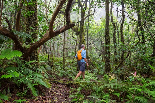 Hiker on the trail in green jungle, Hawaii, USA