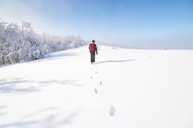 Hiker walks on a sunny day through the winter forest