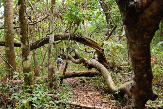 A hiker walks through the jungle among fallen trees on the way to Corcovado National Park