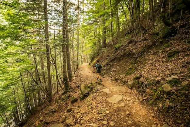 Hiker woman walking inside the forest in the Ordesa and Monte Perdido National Park