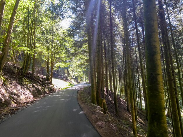 Hiking through the Black Forest is a wonderful thing