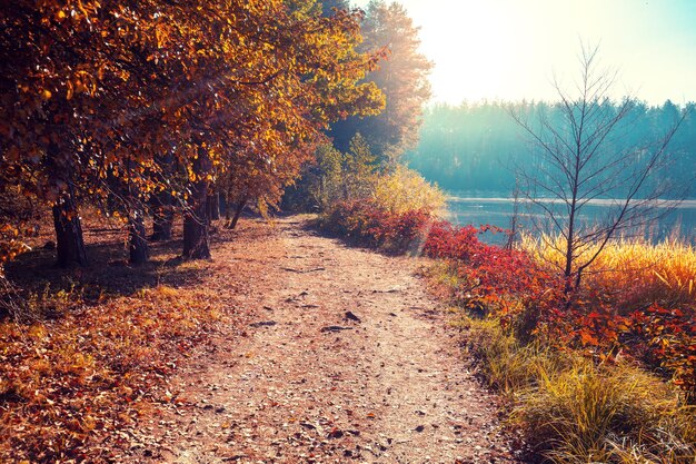 Hiking trail along the forest lake in autumn