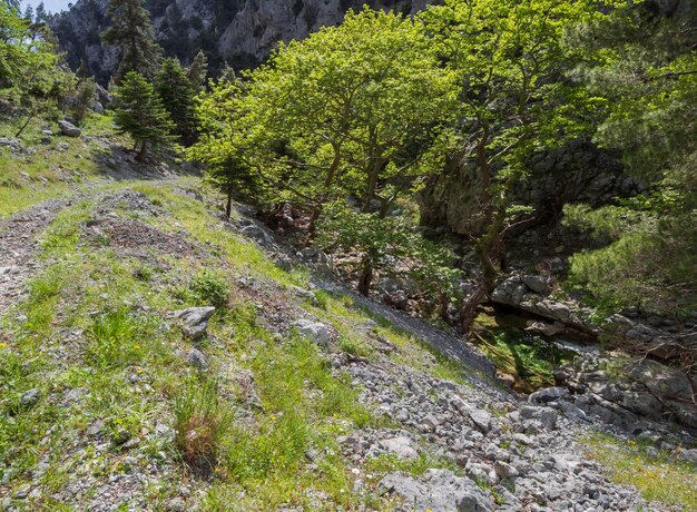 Hiking trail in the mountain gorge of Agali on the island of Evia in Greece