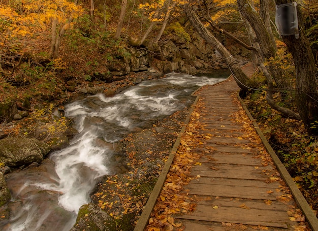 Hiking trail near a river in autumn