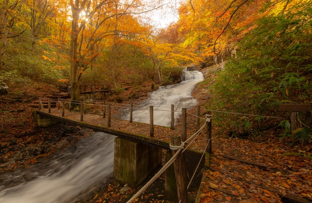 Hiking trail near a river in autumn