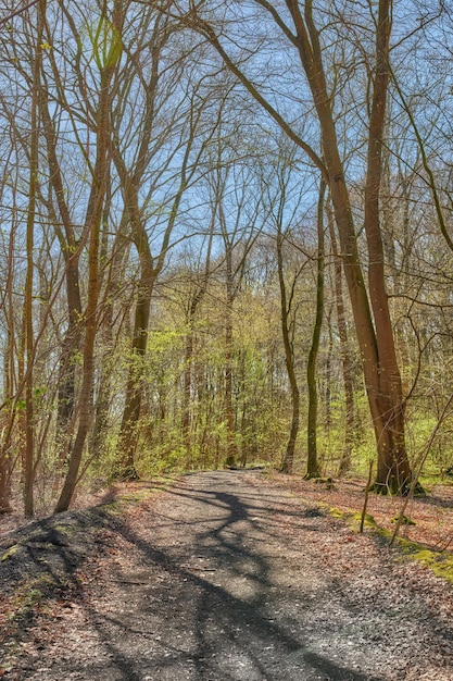 Hiking trail or path in a beech tree forest or woods in remote countryside of Norway Wood trees growing in meadow after autumn in a serene secluded landscape Discovering peace in mother nature