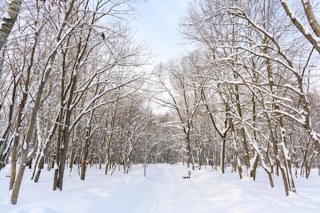 Hiking trail in a snowcovered beautiful winter landscape