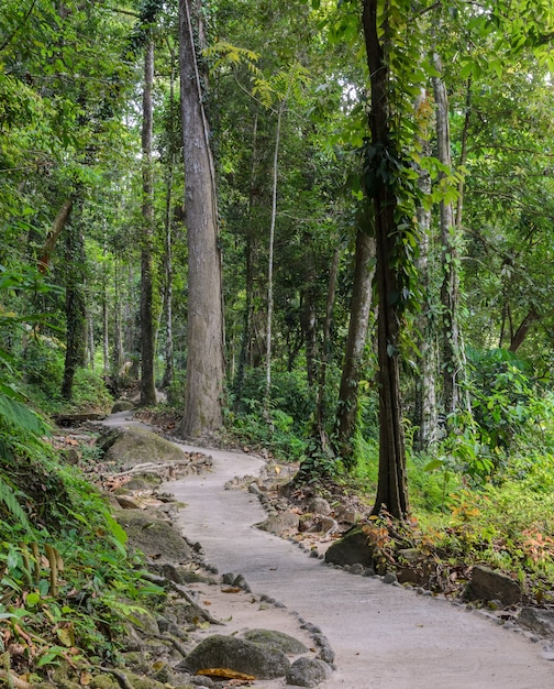 Hiking trail through the forest in Thailand