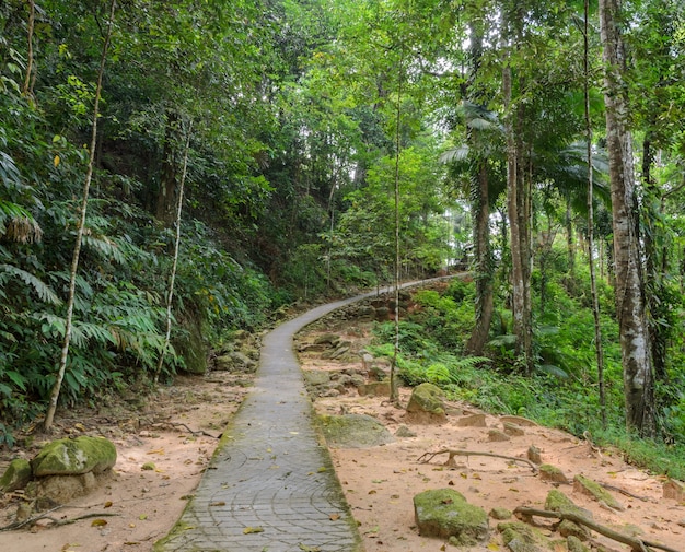 Hiking trail through the forest, Thailand