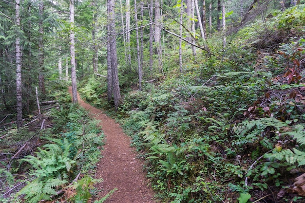 Hiking trail through a green forest