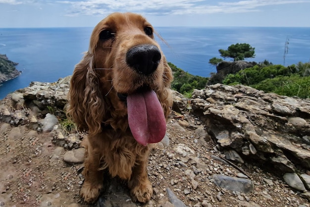 Hiking with a cocker dog portofino san fruttuoso trail by the sea landscape