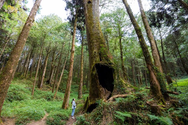 Photo hiking woman go to visit giant tree with big hole in forest at alishan national park