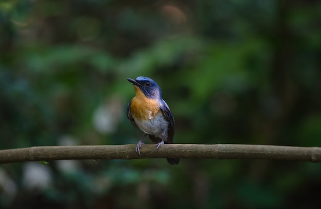 Hill Blue Flycatcher on a branch