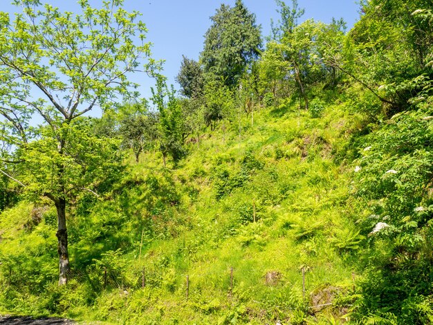 Hill covered with lush grass Lawn under the sun Beautiful landscape