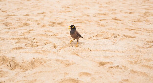 Hill Myna outdoors