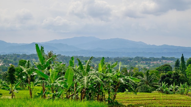 Hill view with rice fields, west java, Indonesia