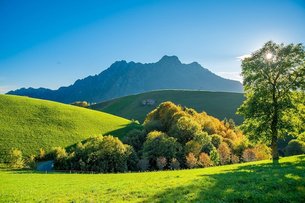 Hillside meadow with trees in autumn