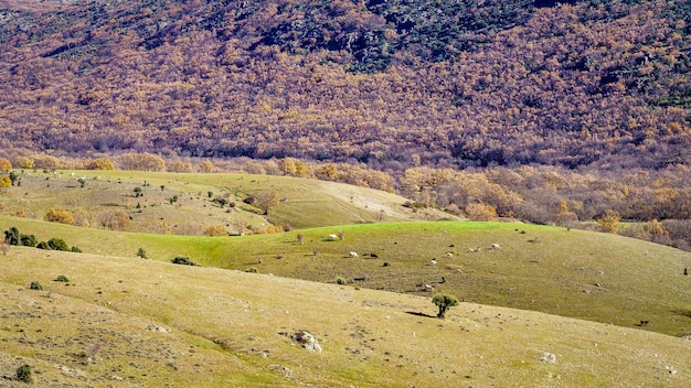 Hilly countryside with cows grazing on fresh grass in a bucolic landscape.