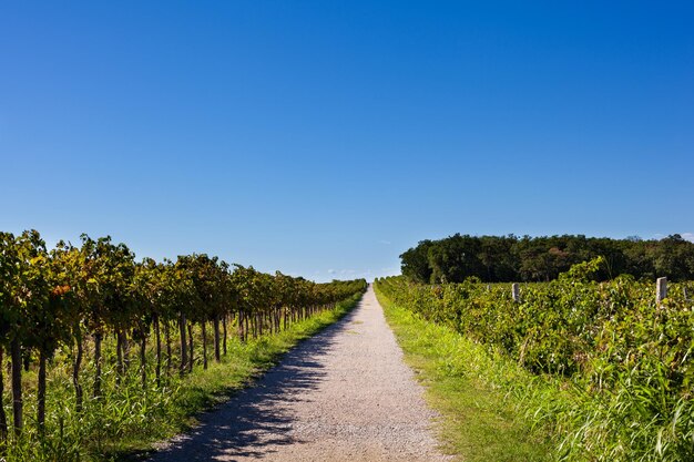 The hilly road in the middle of vineyards in Istria Slovenia