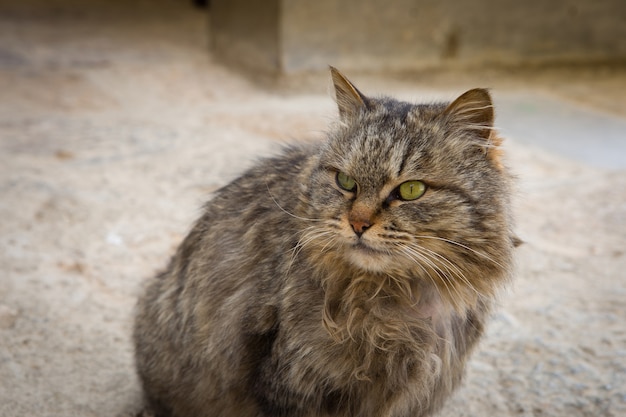 Himalaya cat