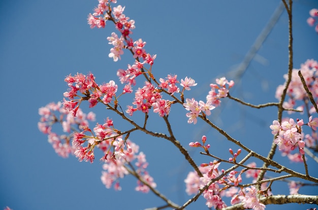 Himalayan Cherry tree with blue sky