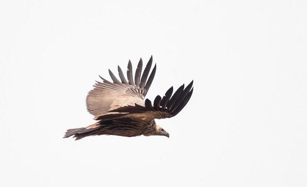 Himalayan griffon vulture Gyps himalayensis flying in sky