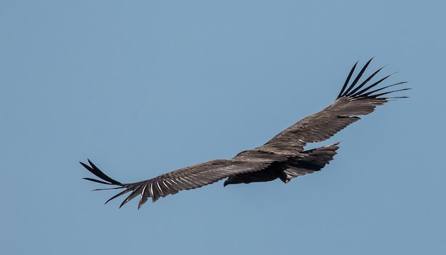 Himalayan griffon vulture Gyps himalayensis flying in sky