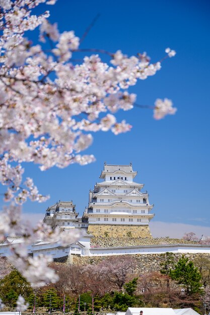 Himeji castle with blue sky and sakura or cherry blossom in foreground.