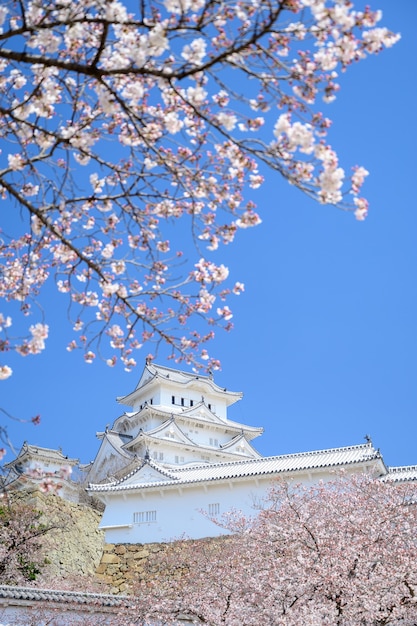 Himeji castle with blue sky and sakura or cherry blossom in foreground.