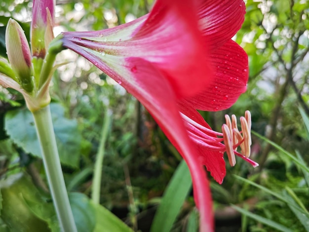 Photo hippeastrum correisense flower growing in the garden pot