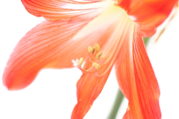 Hippeastrum red flower.