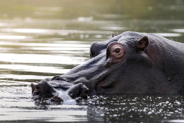 HIPPOPOTAMUS AMPHIBIUS in waterhole Kruger National parkSouth Africa