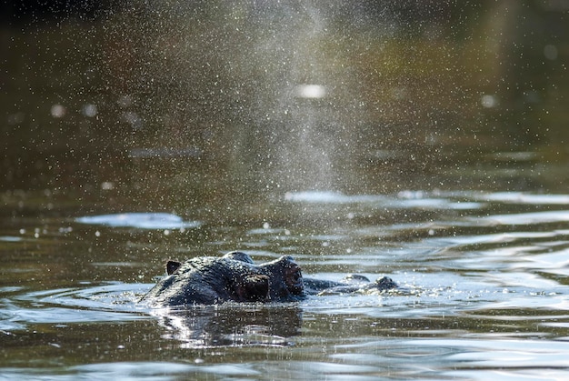 HIPPOPOTAMUS AMPHIBIUS in waterhole Kruger National parkSouth Africa