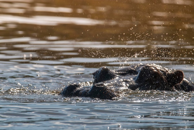 HIPPOPOTAMUS AMPHIBIUS in waterhole Kruger National parkSouth Africa