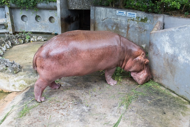 Hippopotamus eating grass in Dusit Zoo, Thailand.