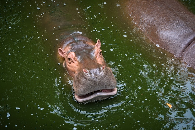 Hippopotamus, Hippo living in water lake