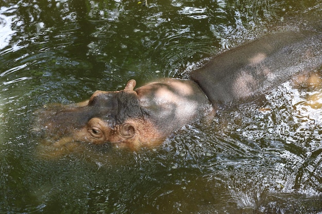 The hippopotamus is swim and rest In the river